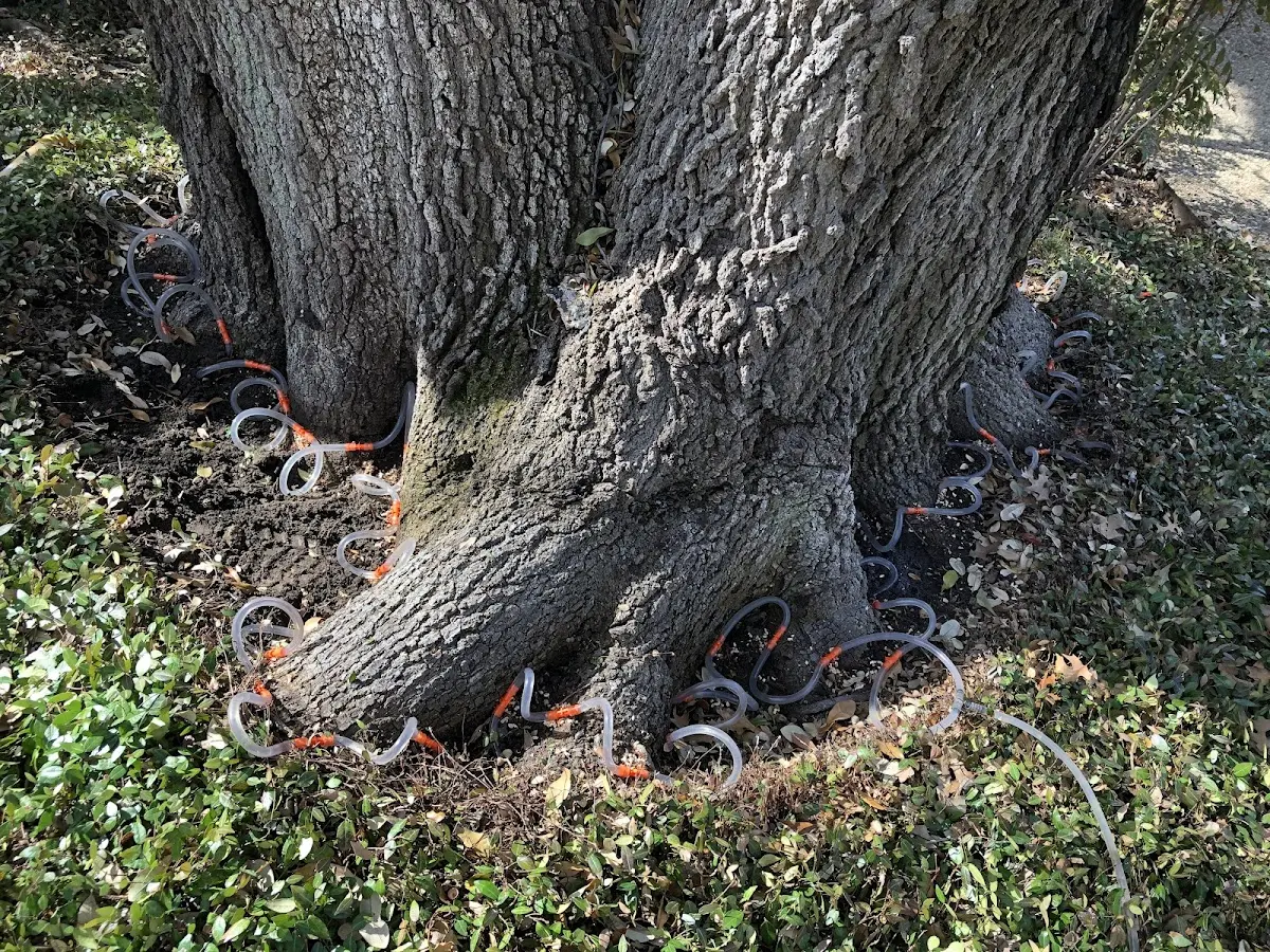 Detailed Tree Cabling and Bracing job site in Allenwood