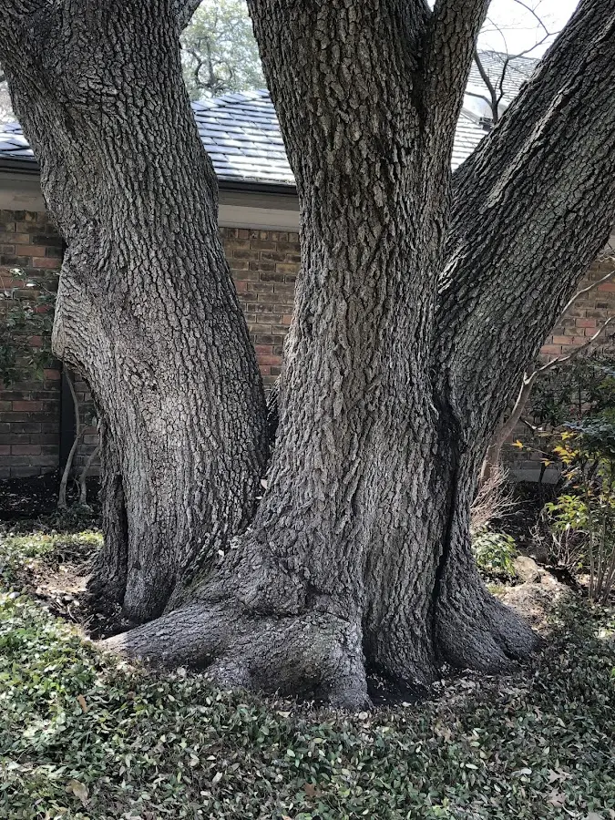 Mature heritage tree close to a Allenwood property cared for by certified arborists